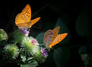 Co można zrobić z masy solnej dla dzieci? Co można zrobić z masy solnej dla dzieci?
