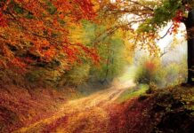 Jaki mandat za jazdę po lesie quadem?