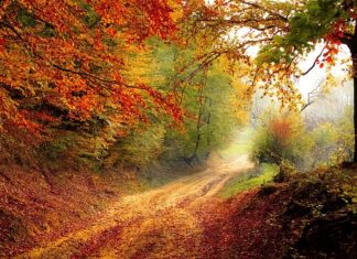 Jaki mandat za jazdę po lesie quadem?