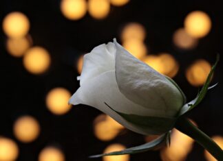 Jak napisać uzasadnienie do nagrody?