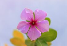 O której Kłaść niemowlę spać?