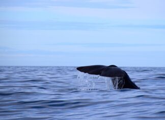 Jaką grubość maty dla niemowlaka?