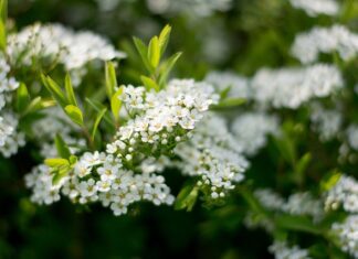 Kiedy kaszka na mleku krowim?