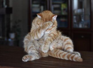 Czy roczne dziecko może jeść parówki?