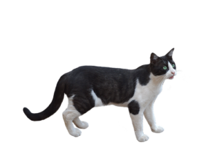 Jaka może być maskotka?