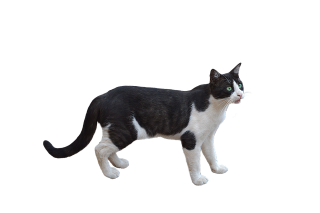 Jaka może być maskotka? Jaka może być maskotka?