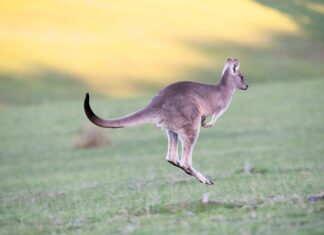 Co daje skakanie na trampolinie?