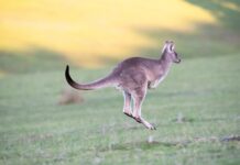 Na co pomaga skakanie na trampolinie?