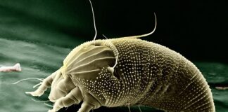 Jakie powiększenie żeby zobaczyć bakterie?