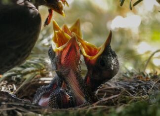 Czy karmić dziecko w nocy mlekiem modyfikowanym? Czy karmić dziecko w nocy mlekiem modyfikowanym?