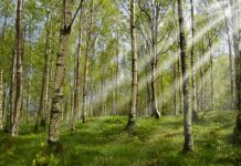 Co na kleszcze dla 1 5 rocznego dziecka? Co na kleszcze dla 1 5 rocznego dziecka?