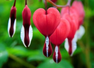 Ile dni po porodzie się krwawi?