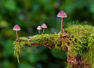 Jaką gąbką dla niemowlaka?