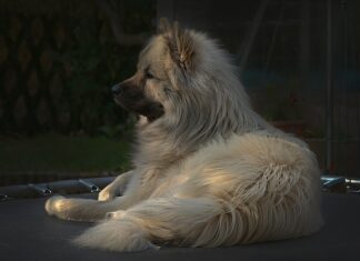 Czy trampoliny są bezpieczne dla dzieci?