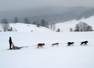 Ile kosztuje Podaruj misia? Ile kosztuje Podaruj misia?