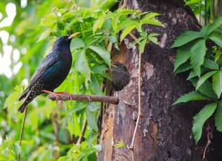 Jaki jest najsilniejszy magnes? Jaki jest najsilniejszy magnes?