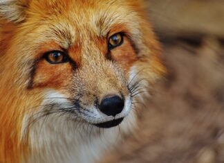 Jak prać majtki siateczkowe?